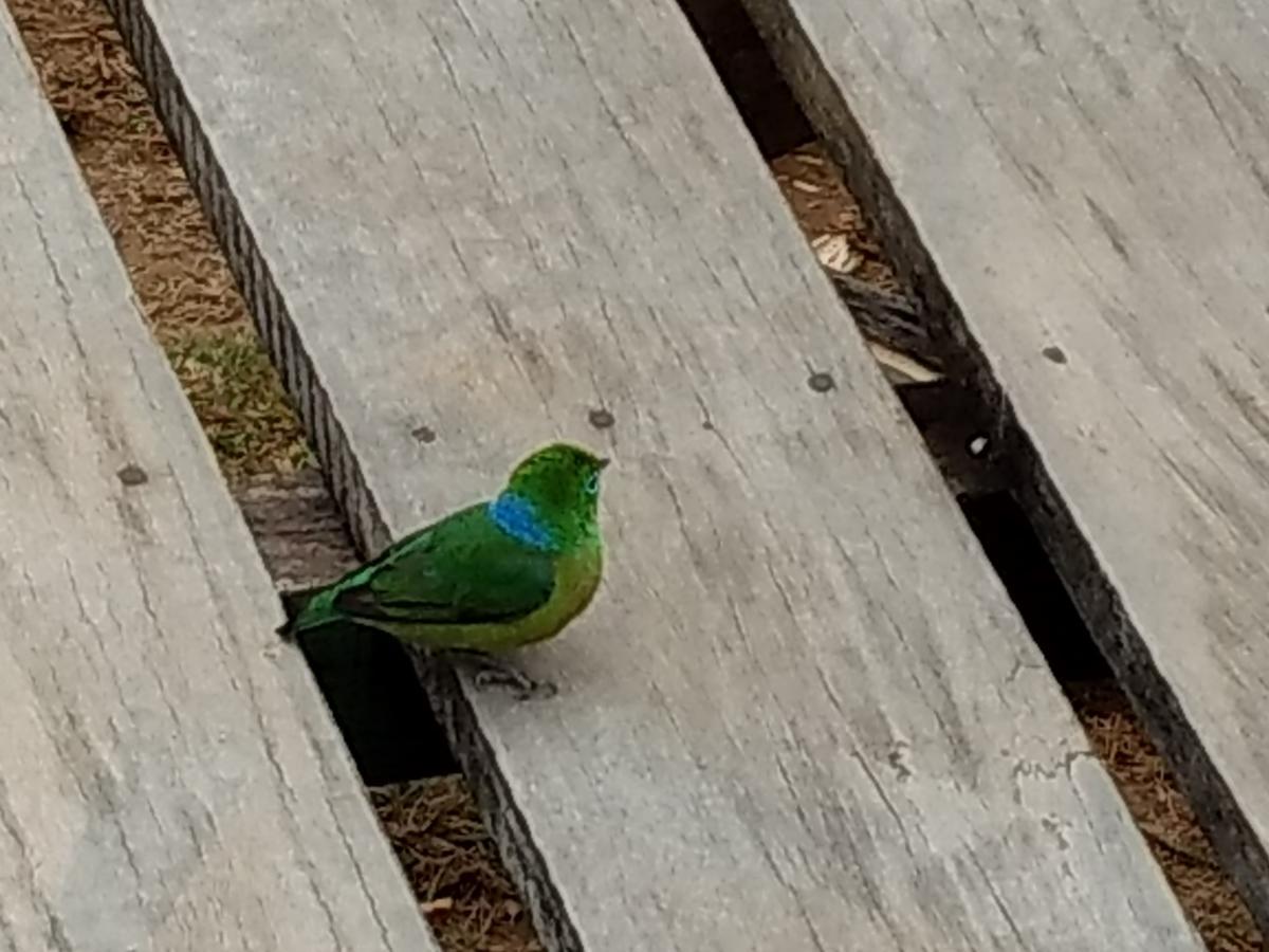 Pousada Ecologica Vale Das Cores Hotel Lavras Novas Buitenkant foto